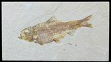 Detailed Fossil Fish (Knightia) - Wyoming #88546-1